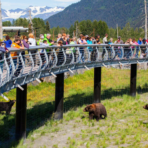 Viewing Black and Brown bears from a safe distance at the Alaska Wildlife Conservation Center.