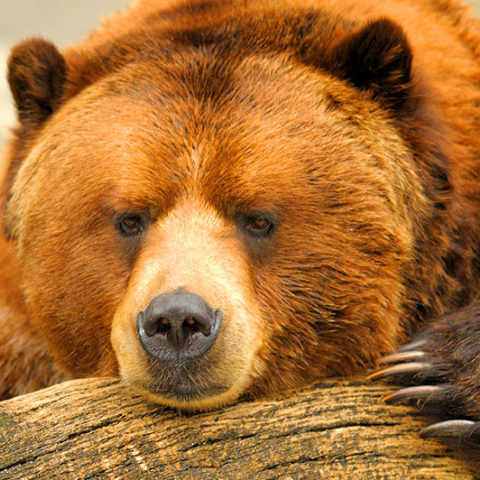 Brown Bear at the Alaska Wildlife Conservation Center.