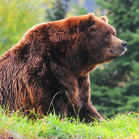 Grizzly bears are very common in the Denali area. Hopefully you'll get to see one.