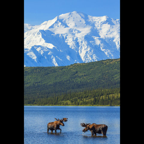 Moose at Wonder Lake under the cover of Americas largest Mountain.