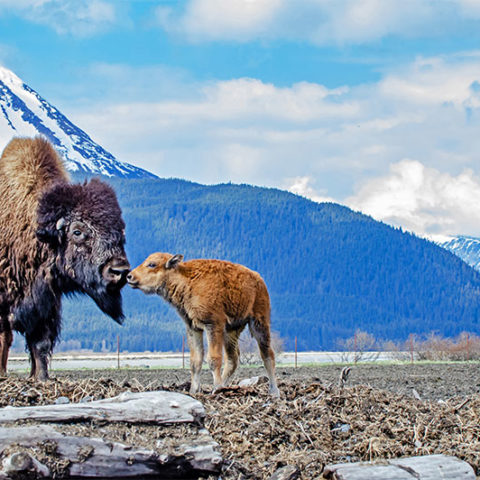 Bison at the Alaska Wildlife Conservation Center.