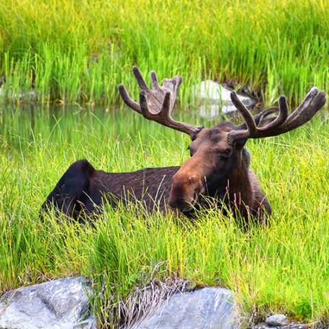 Moose at the Alaska Wildlife Conservation Center.